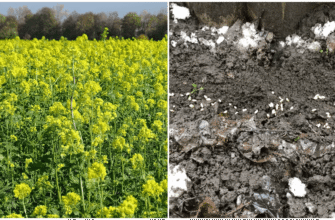 Тільки ці 2 сидерати “викурюють” бурʼяни з грядок на раз-два – моє особисте відкриття 2025 року