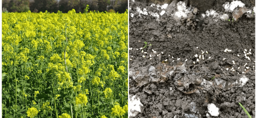 Тільки ці 2 сидерати “викурюють” бурʼяни з грядок на раз-два – моє особисте відкриття 2025 року