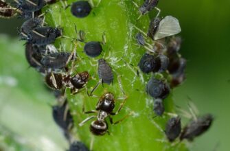 Справжній ворог у саду – приберіть його негайно! Де зимує тля і як її позбутись – 1 спосіб