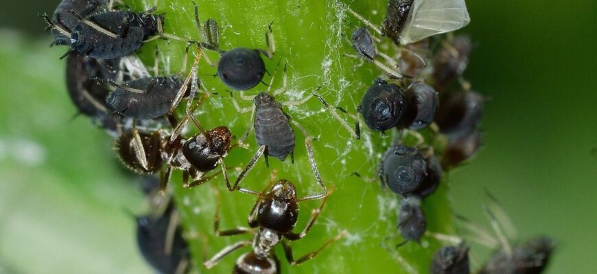 Справжній ворог у саду – приберіть його негайно! Де зимує тля і як її позбутись – 1 спосіб