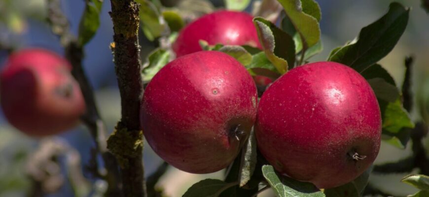 У березні сиплю це під яблуні і груші: через 5 місяців гілки гнуться від врожаю — перевірено У березні сиплю це під яблуні і груші: через 5 місяців гілки гнуться від врожаю — перевірено