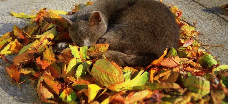 Що краще — згрібати опале листя, залишати на землі чи скошувати: рекомендації експертів