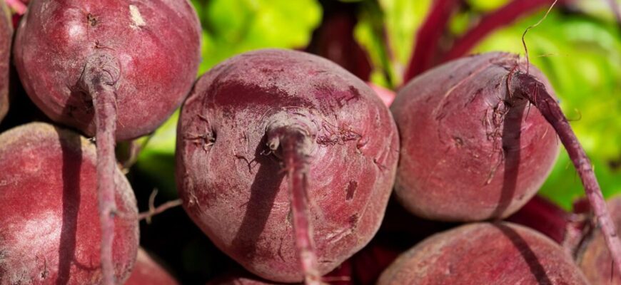 Сиплю 1 склянку на грядку – буряк виростає рівним як на підбір: коренеплоди солодкі і соковиті Сиплю 1 склянку на грядку – буряк виростає рівним як на підбір: коренеплоди солодкі і соковиті