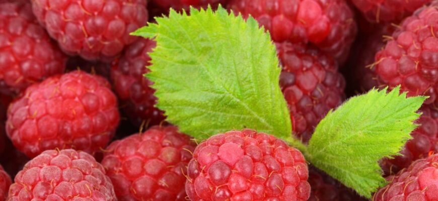 На Київщині ллють це під кущі малини: вже через 2 місяці збирають ягоди великими відрами На Київщині ллють це під кущі малини: вже через 2 місяці збирають ягоди великими відрами