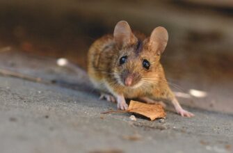 Як позбутися мишей в будинку та погребі: який запах їх відлякує
