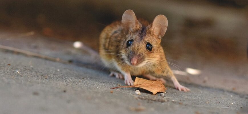 Як позбутися мишей в будинку та погребі: який запах їх відлякує
