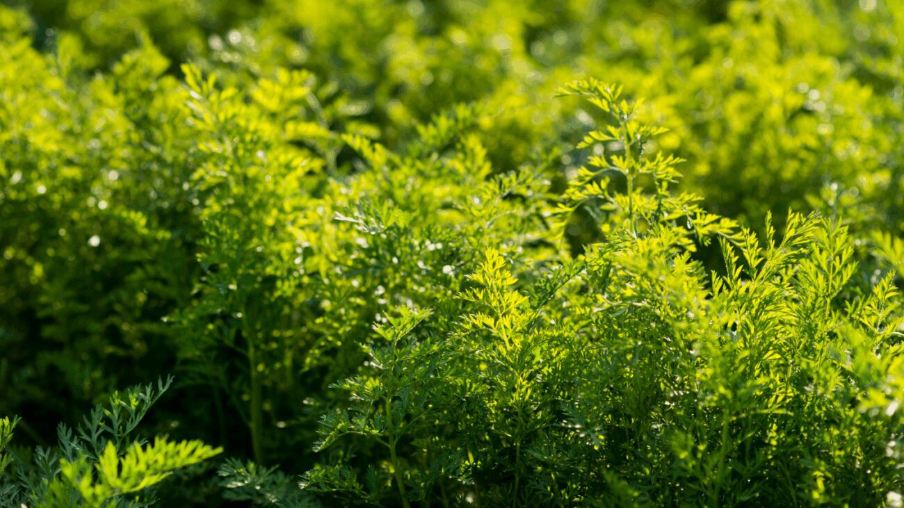 Фермери показали метод, з яким морква зійде за 3 дні Фермери показали метод, з яким морква зійде за 3 дні