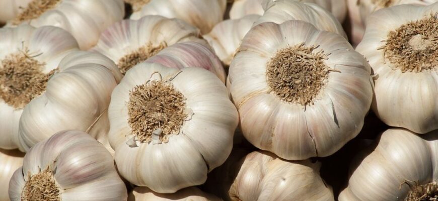 Щоб озимий часник виріс розміром із кулак: 7 секретів від агрономів для великого врожаю