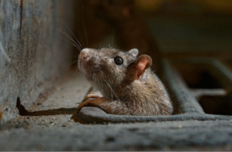 Миші в хаті: як гризуни обирають «дім» на зиму