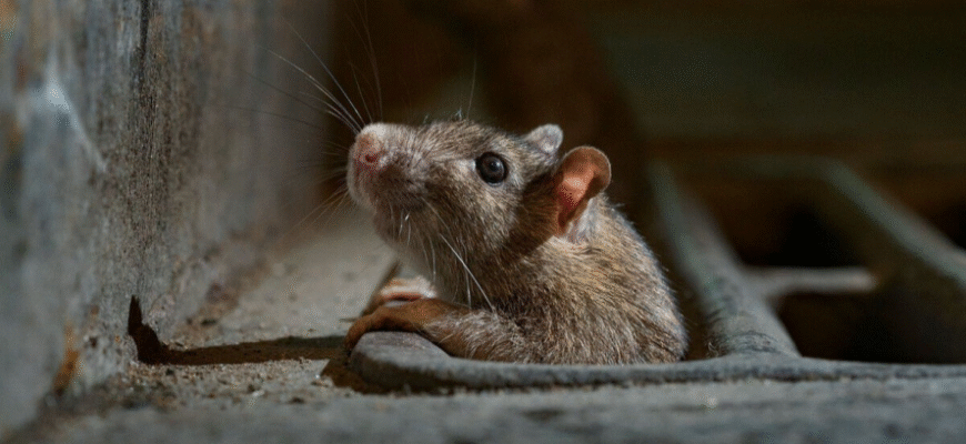 Миші в хаті: як гризуни обирають «дім» на зиму