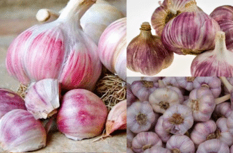 Голівки по 100 г та 10 кг урожаю з грядки: вирощую часник-рекордсмен на городі – довіряю лише 1 сорту