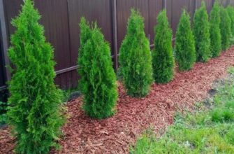 Чому не можна садити туї біля хати? Цю відповідь має знати кожен