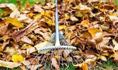 Чи мoжна викидати лиcтя гоpіха на гоpод, викоpистовувати як добpиво або мyльчу