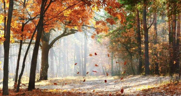 Перехідний місяць від осені до зими: Стало відомо, яким на Рівненщині буде листопад