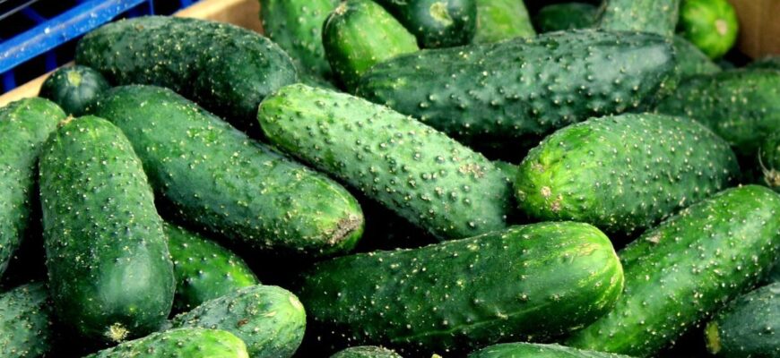 Коли сіяти огірки, капусту та квіти навесні 2026: посівний календар — вродить “дай Боже”! Коли сіяти огірки, капусту та квіти навесні 2026: посівний календар — вродить “дай Боже”!