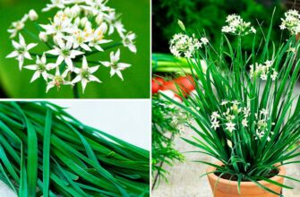 Готуюся до дачного сезону 2026 і планую садити цибулю “Джусай”: що варто знати про цей цікавий сорт