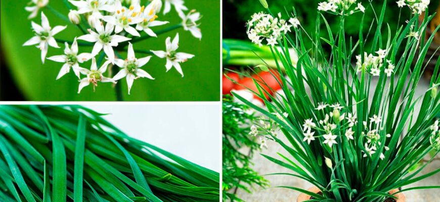 Готуюся до дачного сезону 2026 і планую садити цибулю “Джусай”: що варто знати про цей цікавий сорт