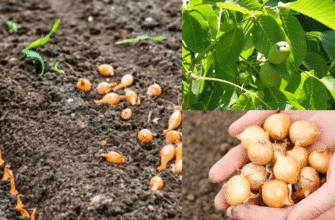 Не саджу озиму цибулю, не глянувши на горіх у листопаді: 1 природний “вказівник” для безпомилкової посадки