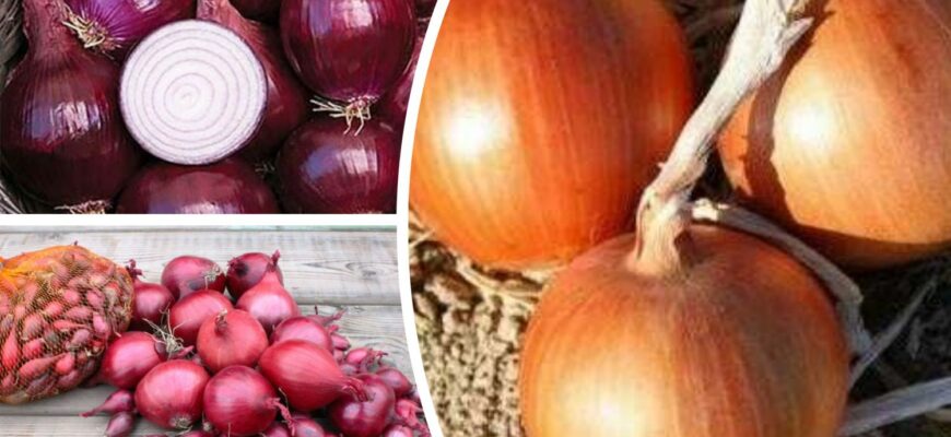 Ці 2 сорти цибулі дають урожай навіть після наднизьких морозів: не гниють і не “стріляють” стрілами