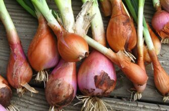 Найкращі сорти цибулі на зиму: народний рейтинг найпопулярніших видів для осіннього садіння