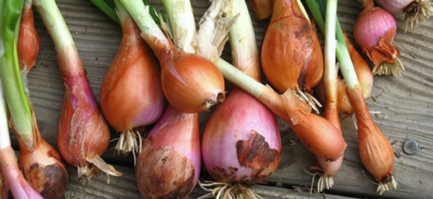 Найкращі сорти цибулі на зиму: народний рейтинг найпопулярніших видів для осіннього садіння