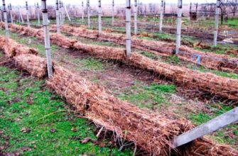 Дачникам на замітку! Чим та як обробити виноград, щоб він пережив зиму