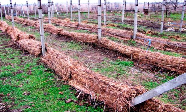Дачникам на замітку! Чим та як обробити виноград, щоб він пережив зиму