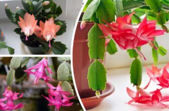 Різдвяник простою водою не поливаю – віднайшла дещо “смачніше”: вже через 1 день з’являться квіткові бруньки