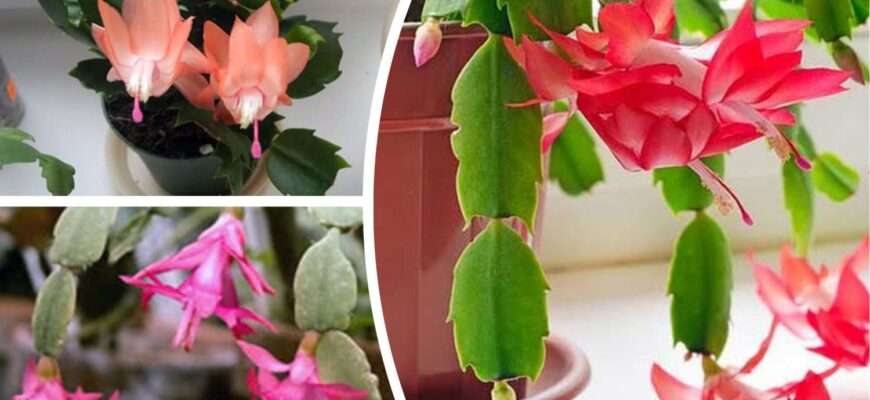 Різдвяник простою водою не поливаю – віднайшла дещо “смачніше”: вже через 1 день з’являться квіткові бруньки