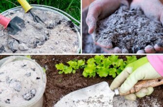 Зола – не всьому голова: 2 випадки, коли найпопулярніше добриво може стати отрутою для ваших овочів