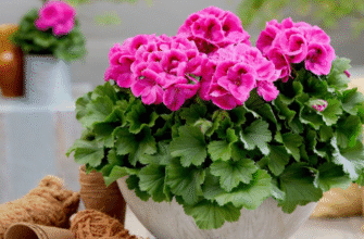Домашнє добриво для герані: простий засіб для пишного цвітіння