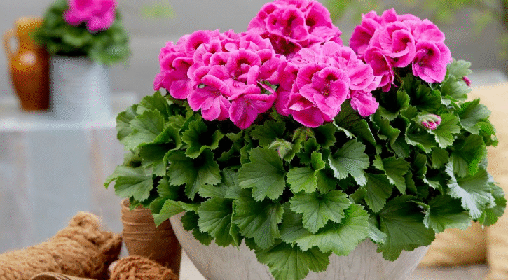 Домашнє добриво для герані: простий засіб для пишного цвітіння
