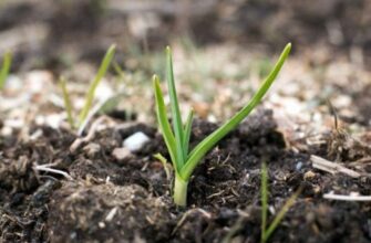 Часник проріс восени: не панікуйте — правильні дії допоможуть врятувати і збільшити урожай