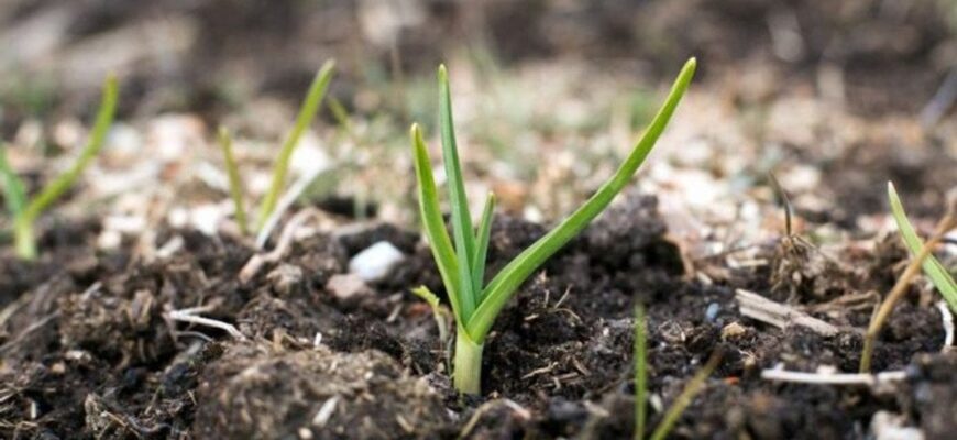 Часник проріс восени: не панікуйте — правильні дії допоможуть врятувати і збільшити урожай