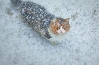 Синоптик попередив про сніг та морози: коли в Україні значно похолодає