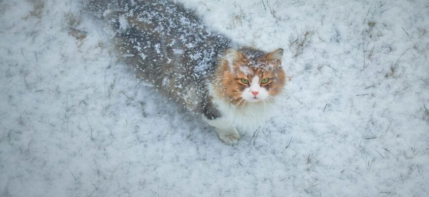 Синоптик попередив про сніг та морози: коли в Україні значно похолодає