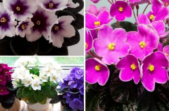 5 речей, які не можна робити з фіалками: затямила правила, й маю квітуче підвіконня на заздрість сусідкам