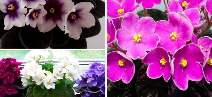 5 речей, які не можна робити з фіалками: затямила правила, й маю квітуче підвіконня на заздрість сусідкам