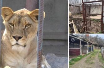 У Хмельницькому втекли дві левиці: що відомо про інцидент та чи знайшли хижаків