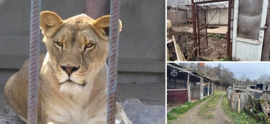 У Хмельницькому втекли дві левиці: що відомо про інцидент та чи знайшли хижаків