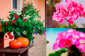 І не заміна горщика, і не обрізка пагонів: якщо герань жовтіє восени – 2 пшики, і листя зазеленіє вмить