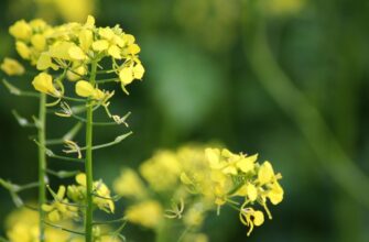 Ось чому саме ЦЕ найкращий сидерат у світі: сипати на всі грядки – все росте як на дріжджах