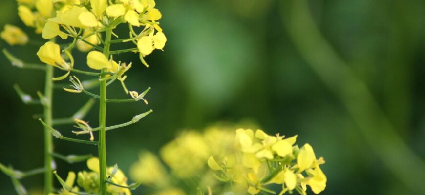 Ось чому саме ЦЕ найкращий сидерат у світі: сипати на всі грядки – все росте як на дріжджах