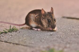 Наповнила панчоху цим – щури втекли за ніч: поклала біля нори, і вони більше не повернулись