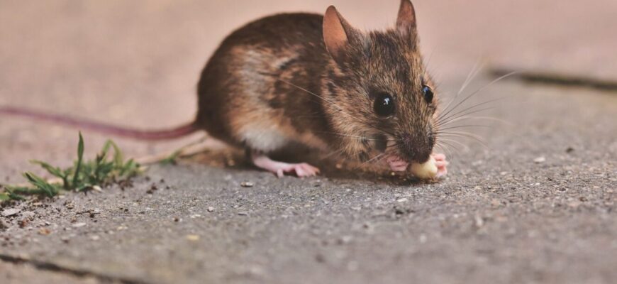 Наповнила панчоху цим – щури втекли за ніч: поклала біля нори, і вони більше не повернулись