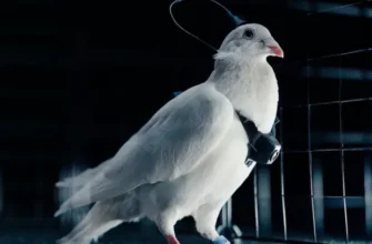 Гуманізм рівня скреп: Російські “кулібіни” перетворюють голубів на шпигунські “біодрони” – ЗМІ