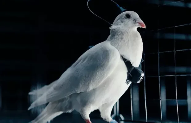 Гуманізм рівня скреп: Російські “кулібіни” перетворюють голубів на шпигунські “біодрони” – ЗМІ Гуманізм рівня скреп: Російські “кулібіни” перетворюють голубів на шпигунські “біодрони” – ЗМІ