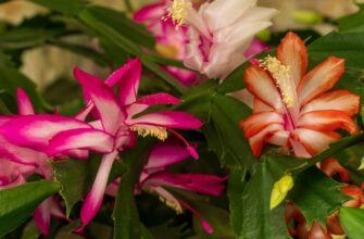 Точно за графіком: як допомогти різдвянику-шлюмбергері зацвісти до Різдва