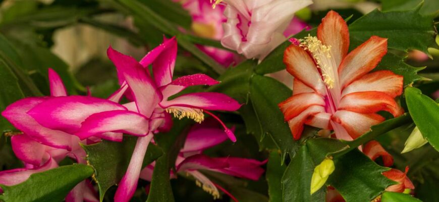 Точно за графіком: як допомогти різдвянику-шлюмбергері зацвісти до Різдва