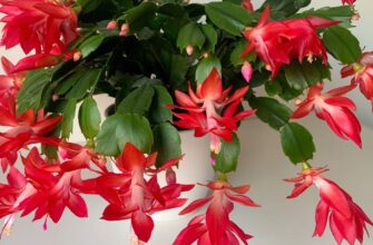 Буде рости, як на дріжджах: чим піджuвити різдвяник